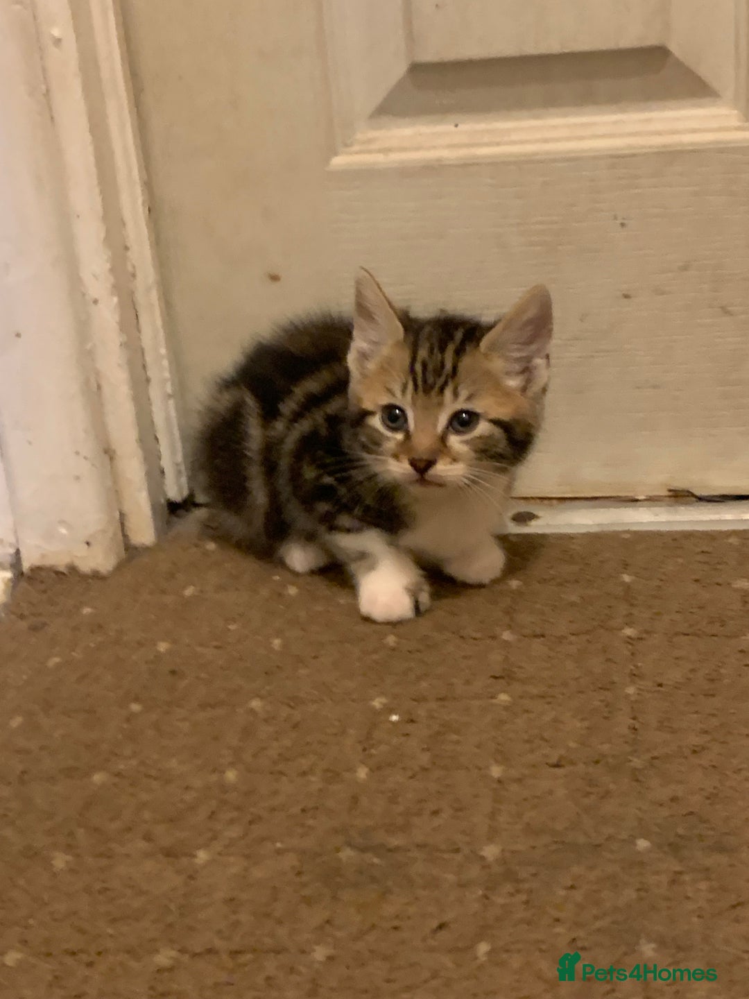 British Shorthair cats for sale: 2 boy kittens ready for there new home - Image 8
