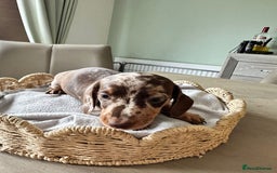 Miniature Dachshund dogs for sale: Miniature Dachshund Puppies  - Image 7