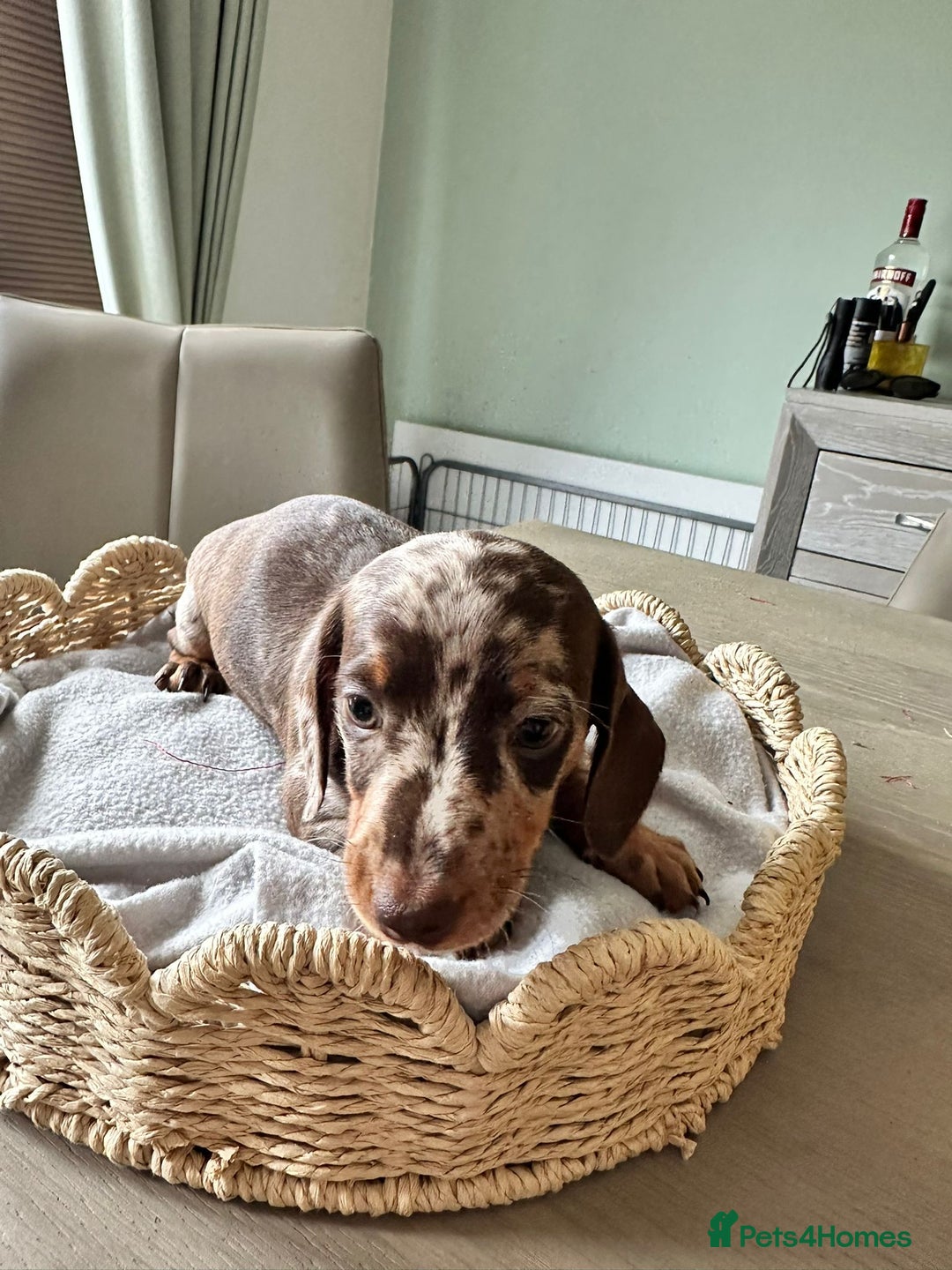 Miniature Dachshund dogs for sale: Miniature Dachshund Puppies  - Image 7