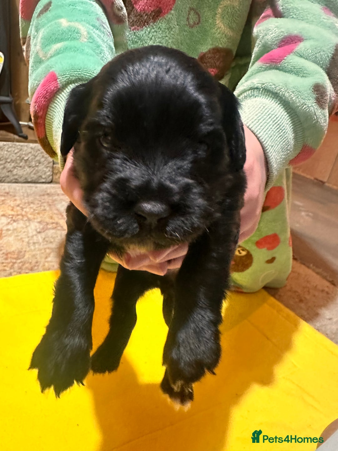 Mixed Breed dogs for sale: Beautiful Labradoodle x Cocker Spaniel Puppies - Advert 7