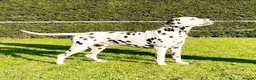 Dalmatian dogs for sale: Dalmatian Puppies - Advert 5