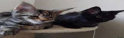 Maine Coon cats for sale: Maine coon kitten black smoke, grey-blue, tortoise - Advert 4