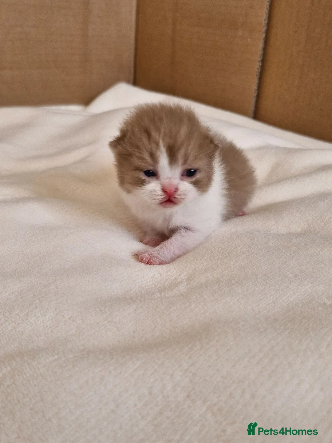British Shorthair cats for sale: British shorthair kittens - Advert 14