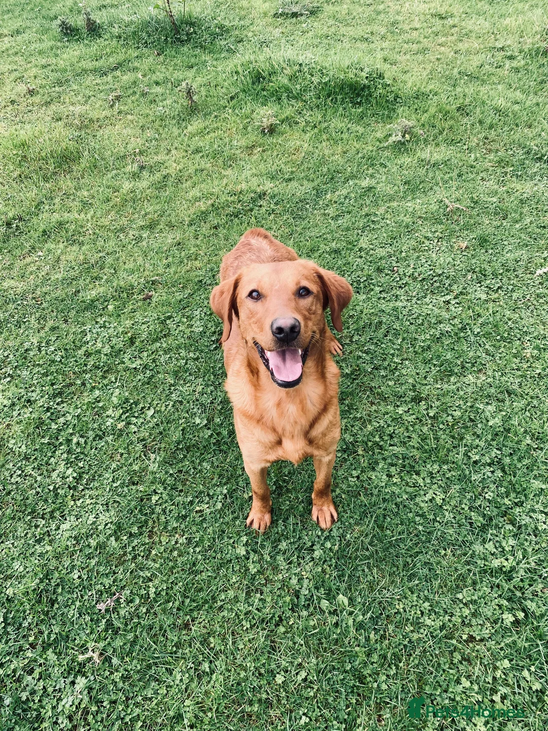 Labrador Retriever dogs for stud: Health clear,hip scored,KC Red Labrador for stud in Darlington - Advert 9