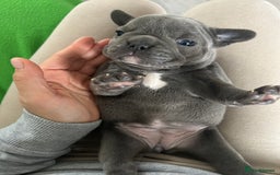 French Bulldog dogs for sale: Solid Blue French Bulldog female puppies - Image 15