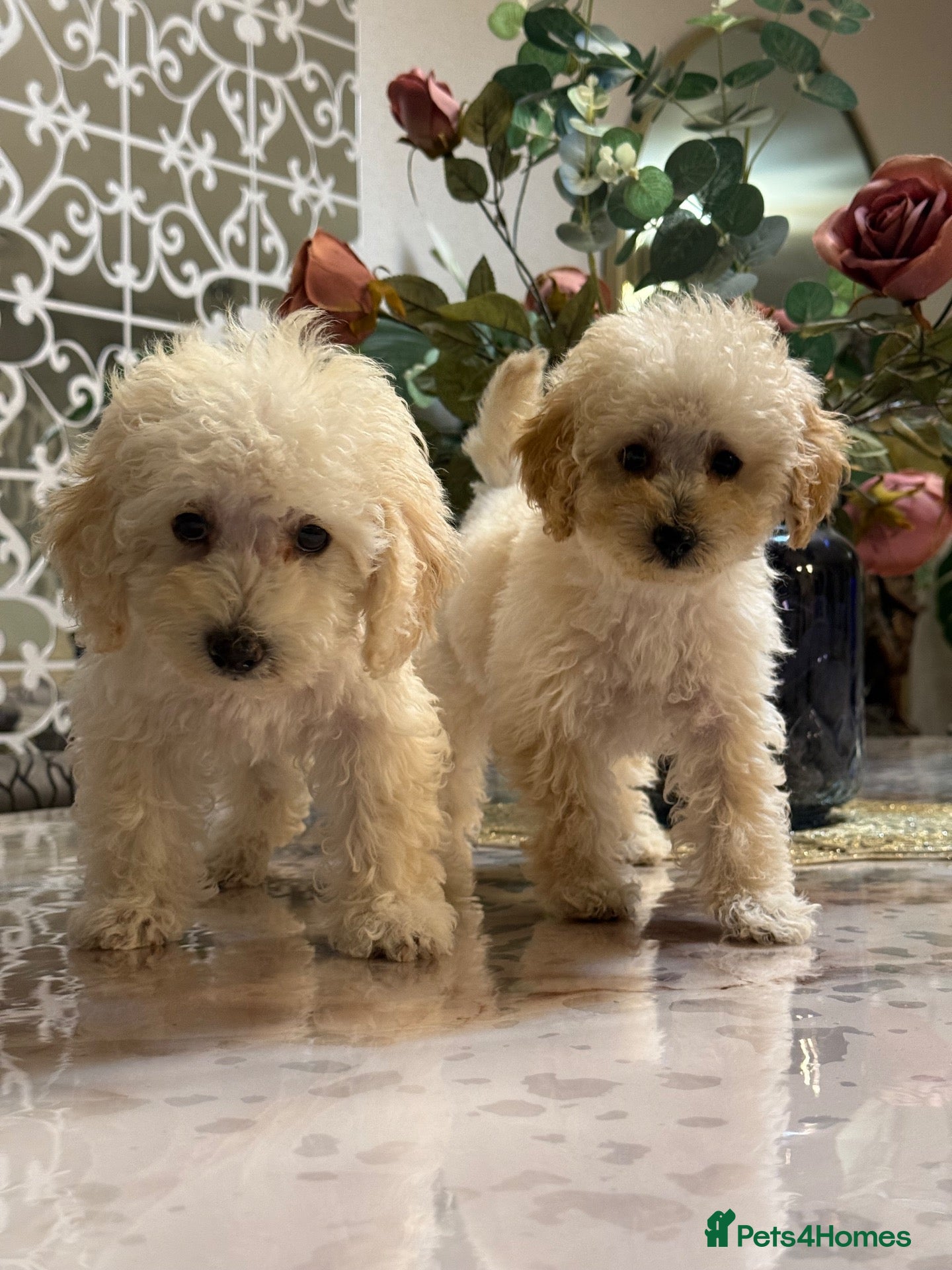 Toy Poodle dogs Asian Tiny Teddy Toy Poodles to Steal Your Heart  - Advert 2