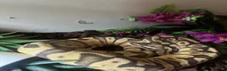 Python Snake reptiles for sale: Beautiful female ball python and set up  - Advert 3