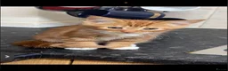 Domestic Shorthair cats for sale: Beautiful kittens for sale in Larkhall - Advert 3