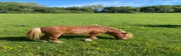 Shetland pony horses for sale: Proven ride and drive miniature Shetland stallion  - Advert 2