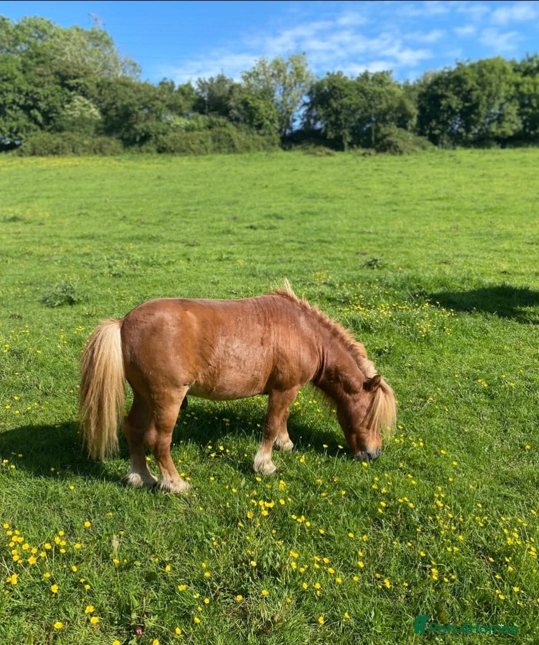 Shetland pony horses for sale: Proven ride and drive miniature Shetland stallion  - Advert 2