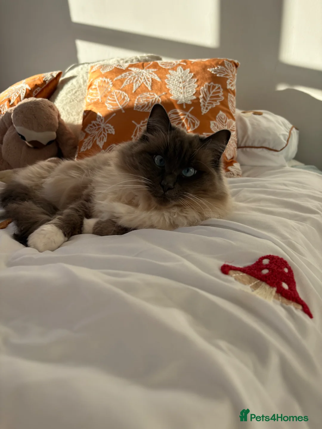 Ragdoll cats for sale: Loving Seal Point Ragdoll Looking For a New Home - Advert 2