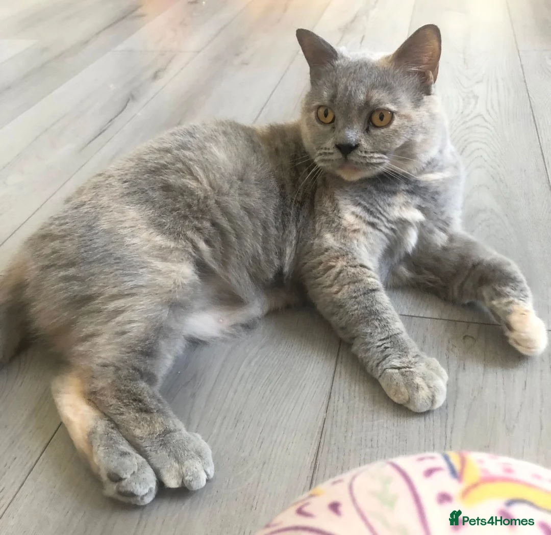 British Shorthair cats for sale: 🤍✨Exceptional GCCF Registered BSH&BLH Kittens  - Advert 1