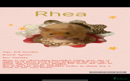 Hamster rodents for sale: Hamsters  - Image 18