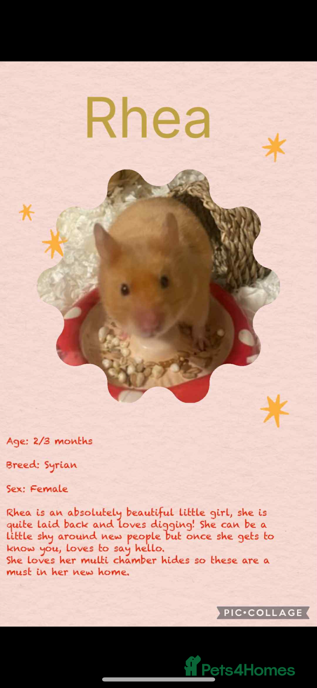 Hamster rodents for sale: Hamsters  - Image 18