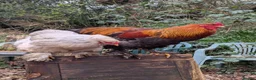 Chickens poultry for sale: Brahma Cockerel in Yelverton - Advert 2