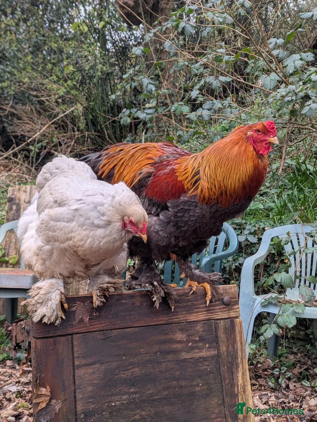 Chickens poultry for sale: Brahma Cockerel in Yelverton - Advert 2