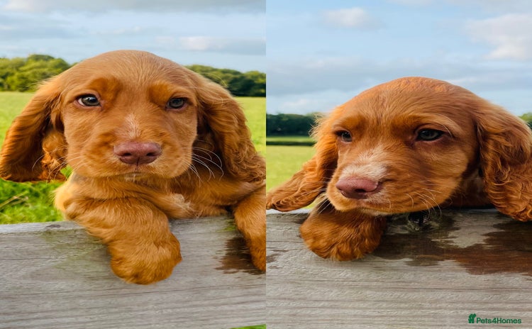Cocker Spaniel dogs - Advert 4