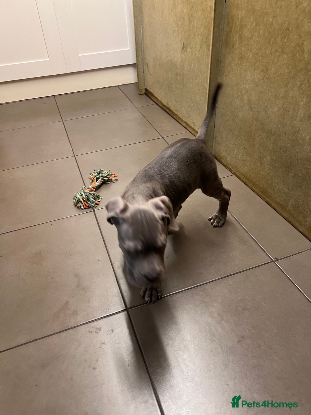 Cane Corso dogs for sale: 🐾 Majestic Cane Corso Puppies –Loyal Guardians 🐾 - Advert 5