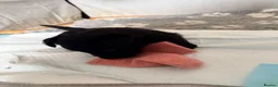 Scottish Terrier dogs for sale: The boy I wanted to keep - Advert 3