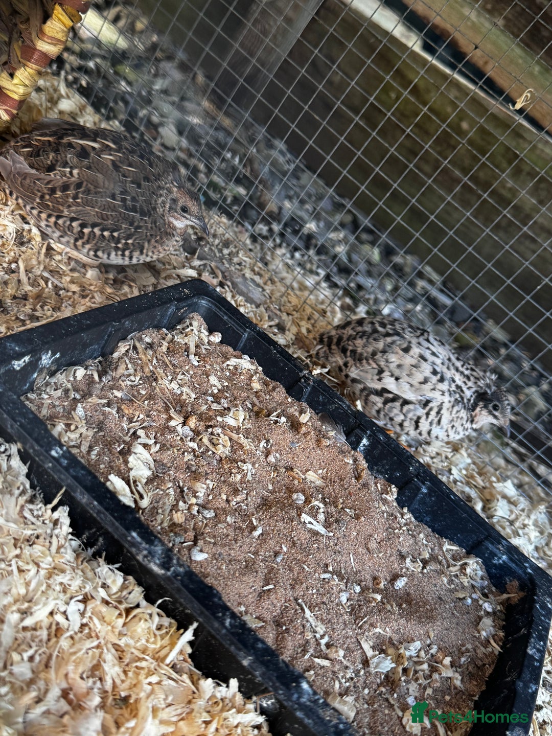 Quail poultry for sale: 3 CPQ Chinese painted quail hens  - Advert 6