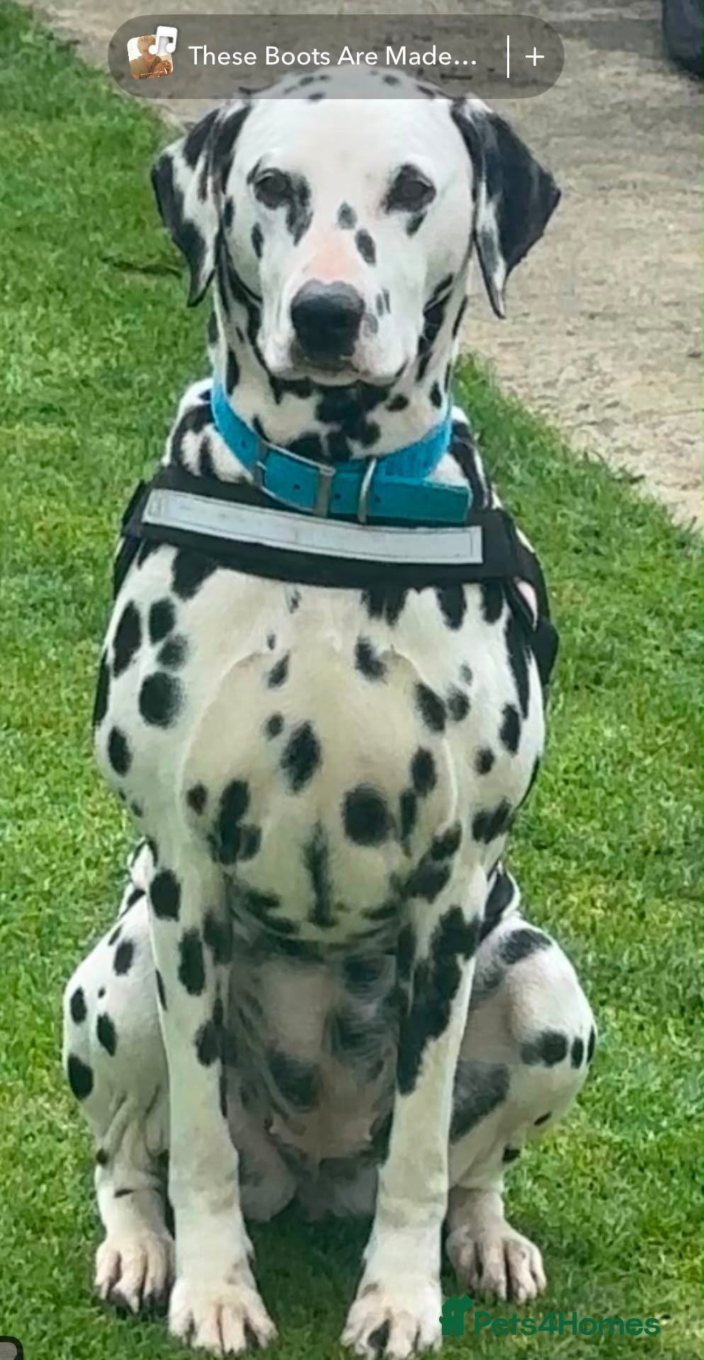 Dalmatian dogs Dalmatian puppies  - Advert 1
