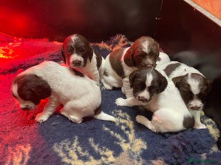 English Springer Spaniel dogs KC registered English Springer Spaniel pups - Advert 6