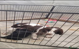 Cockapoo dogs for sale: 3 Stunning Black F1 Show Type Cockapoos  in Mansfield - Image 6