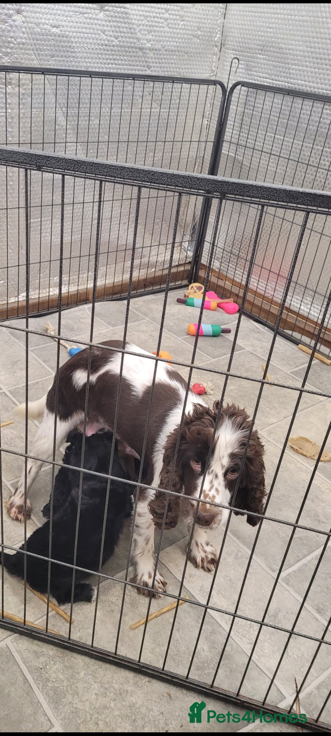 Cockapoo dogs for sale: 3 Stunning Black F1 Show Type Cockapoos  in Mansfield - Image 6