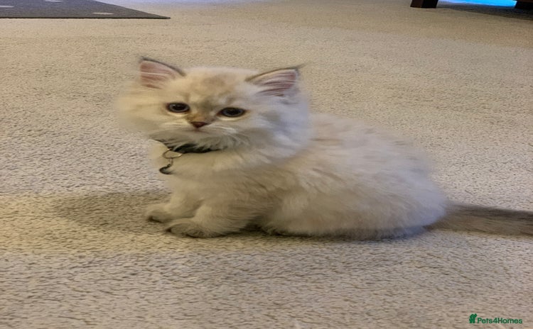 Siberian cats - Advert 7