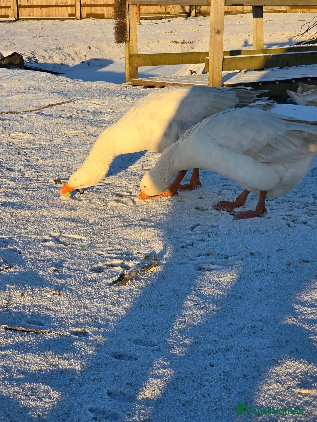Geese poultry for sale: 4 geese & 2 ducks  in Doncaster - Advert 3
