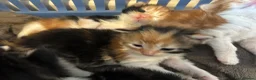 Turkish Van cats for sale: Very Fluffy Turkish Van Kittens  - Advert 6
