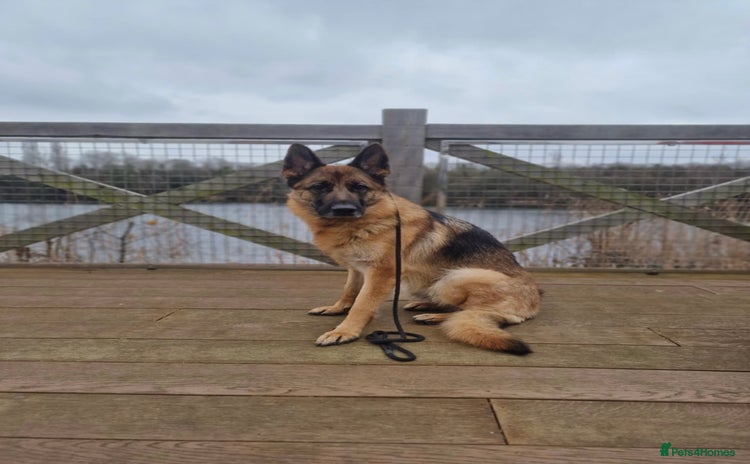 German Shepherd dogs in Snodland - Advert 2