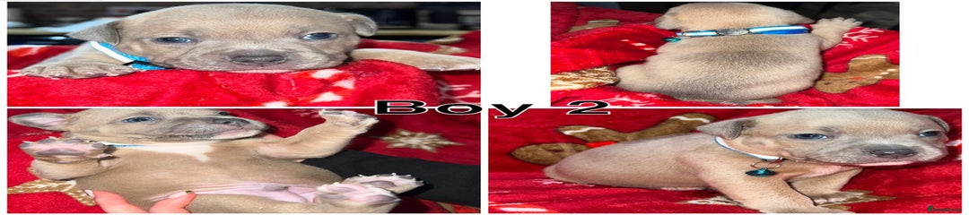 Staffordshire Bull Terrier Male 2