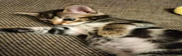 Mixed Breed cats for sale: 5 Beautiful Tabby Kittens - Advert 5