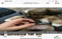 Mixed Breed dogs for sale: Lhasa Apso/ Jackhuahua puppies  - Image 2