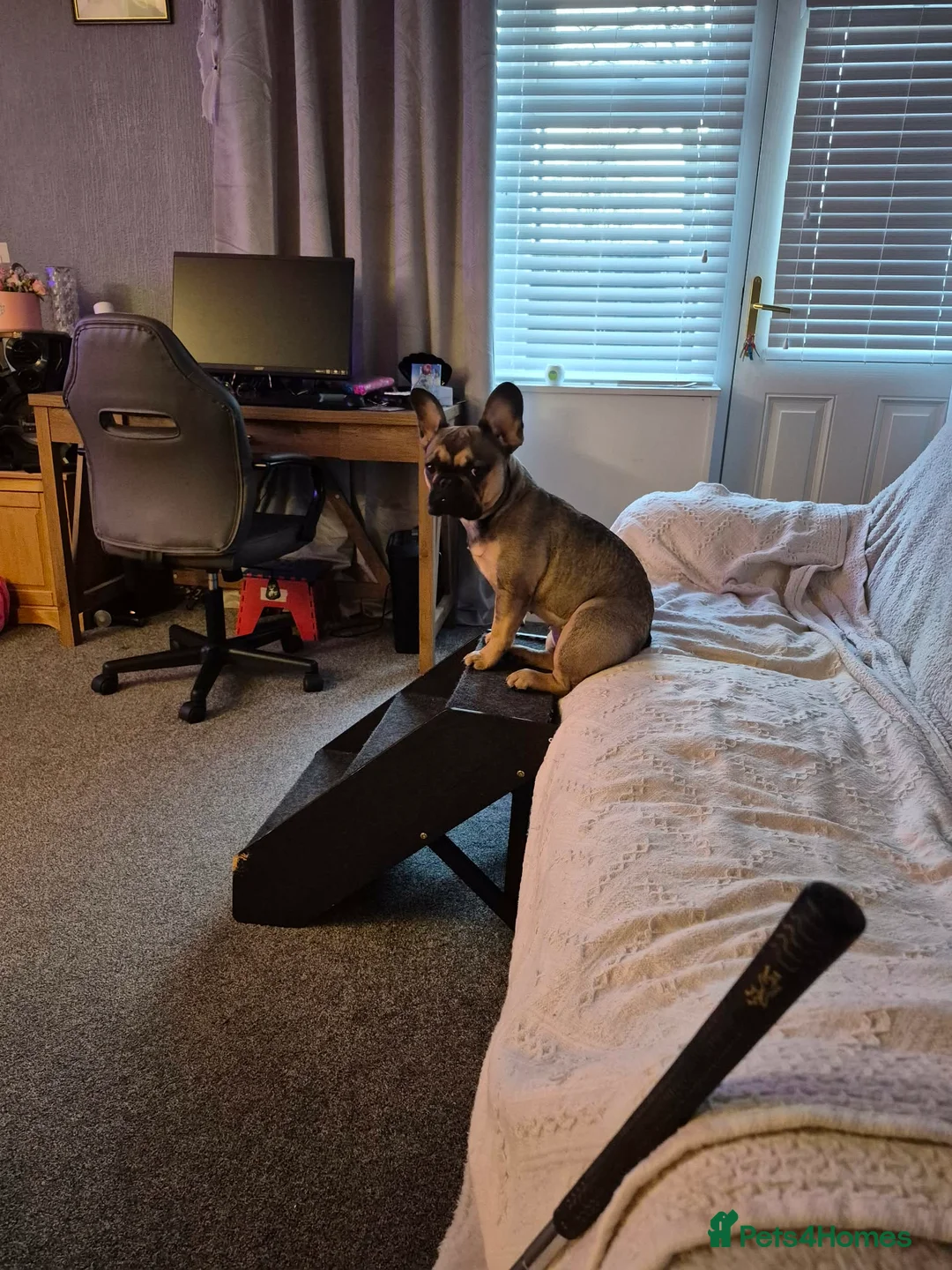 French Bulldog dogs for sale: French bulldig in Washington - Advert 2