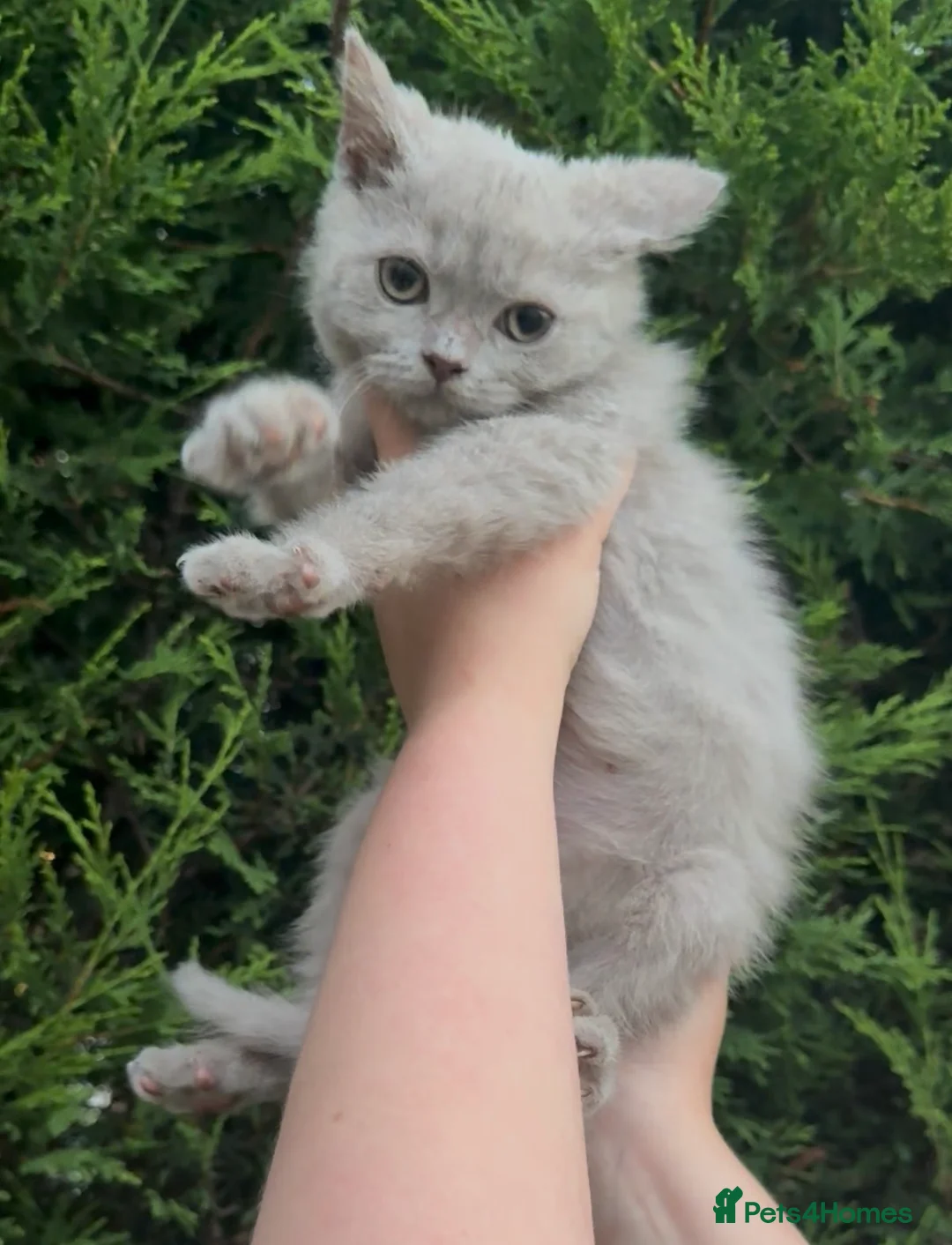 British Shorthair cats for sale: Chunky registered British shorthair kittens 🐻  - Advert 1