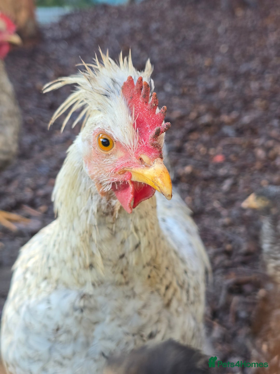 Chickens poultry for sale: Lavender Pekin Bantam Cream Legbar chickens  - Advert 13