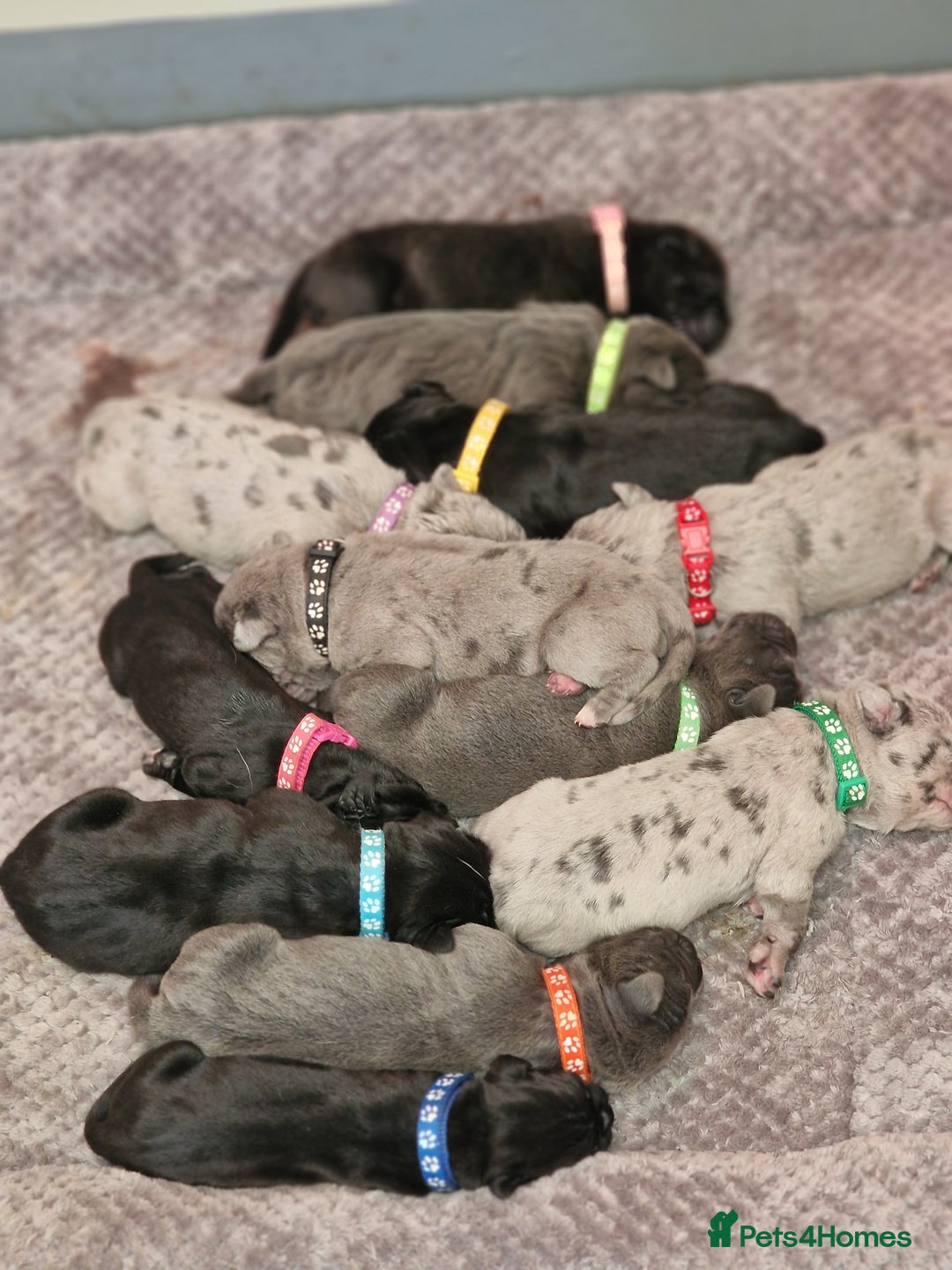 Mixed Breed dogs for sale: Cane Corso X Neapolitan Mastiff mix pups for sale - Advert 25