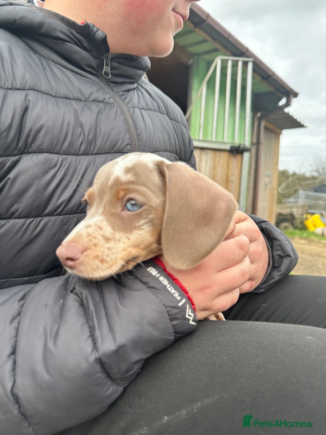 Miniature Dachshund dogs for sale: Mabel - Advert 8