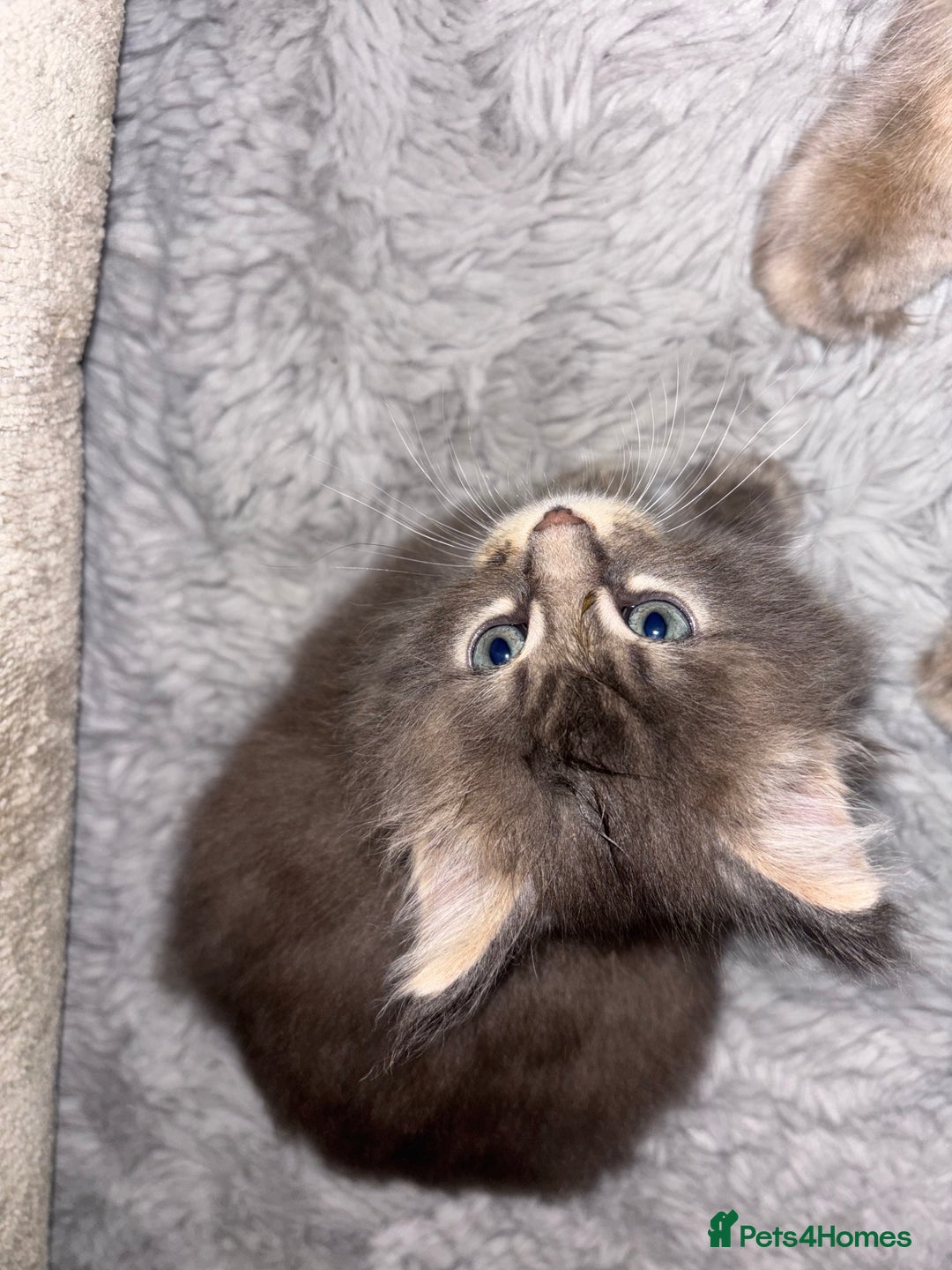 Maine Coon cats for sale: Plush PusZ XXL TICA registered Maine Coon Kittens - Advert 25