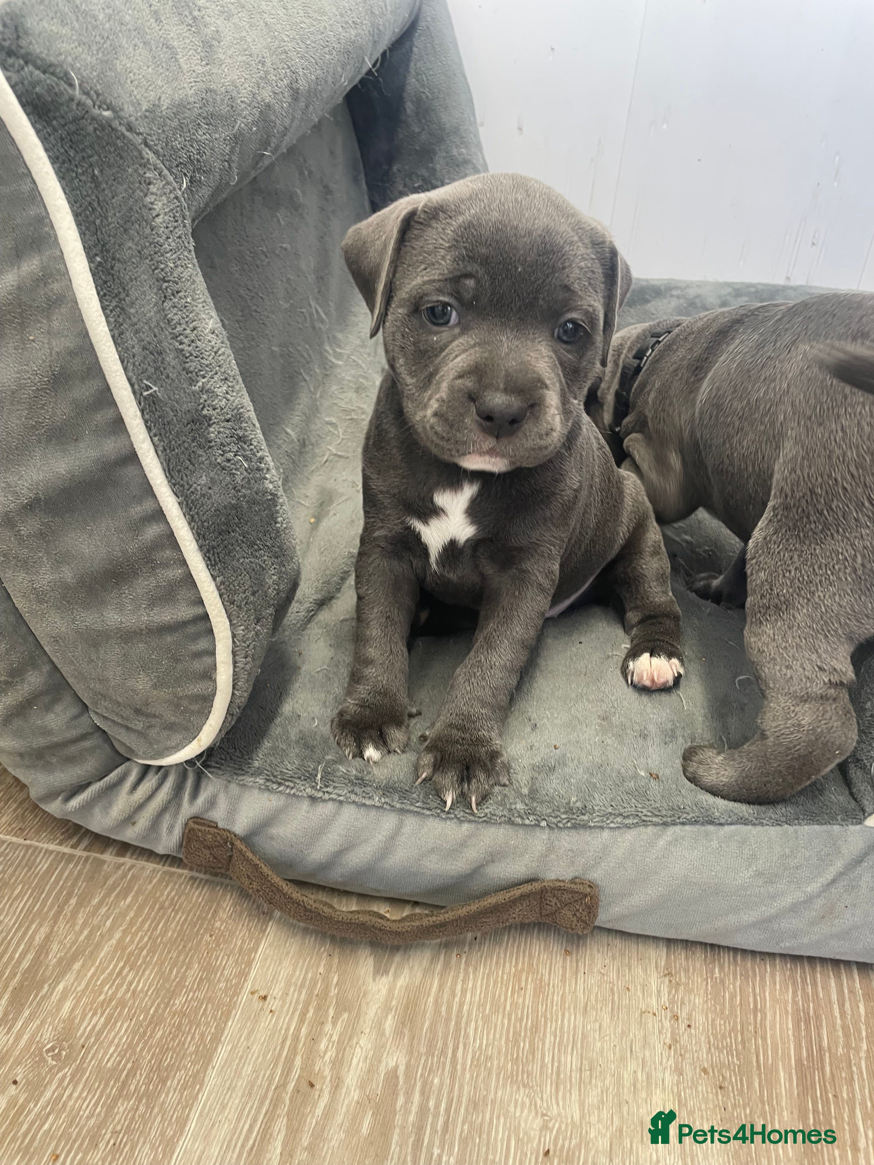 Staffordshire Bull Terrier dogs Blue Staff pup last girl available K.C Registered - Advert 2