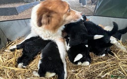 Bordoodle dogs for sale: Adorable Bordoodle (collie-poo) pups for sale  - Image 23