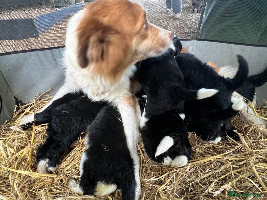 Bordoodle dogs for sale: Adorable Bordoodle (collie-poo) pups for sale  - Image 23