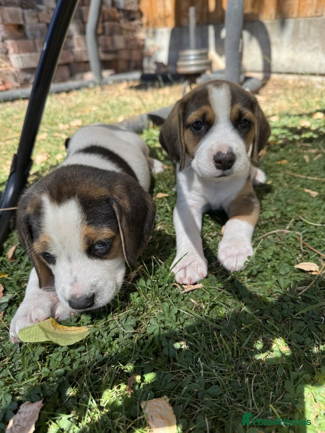 Beagle dogs for sale: Beagle puppies for sale,ready to leave NOW‼️ - Image 7