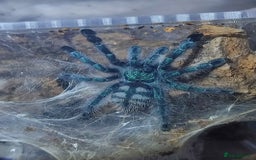 Tarantulas invertebrates for sale: TARANTULAS for SALE!!! - Advert 1