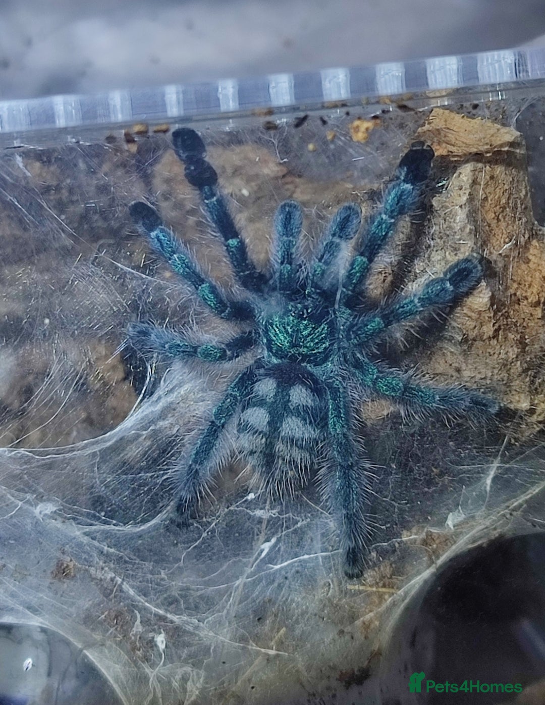 Tarantulas invertebrates for sale: TARANTULAS for SALE!!! - Advert 1