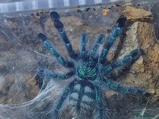 Tarantulas invertebrates - Advert 2