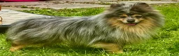 Pomeranian dogs for adoption: 🐾 Jam – Male Pom Looking for His Forever Home 🐾 - Advert 5