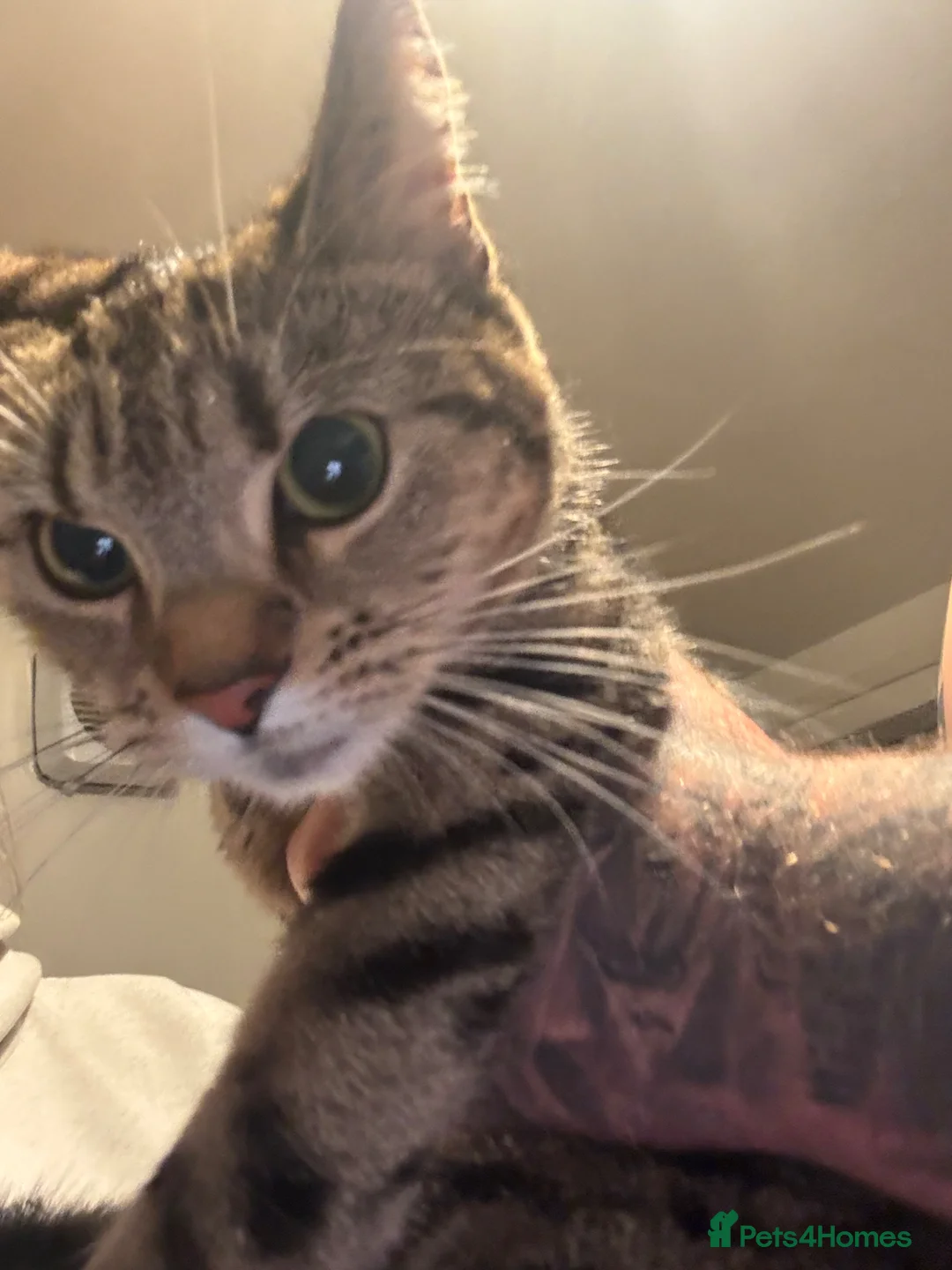 Mixed Breed cats for sale: FREE. 2 female cats looking for new home - Advert 2